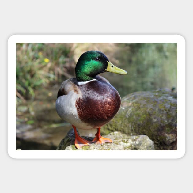 Mallard Duck Sticker by pinkal